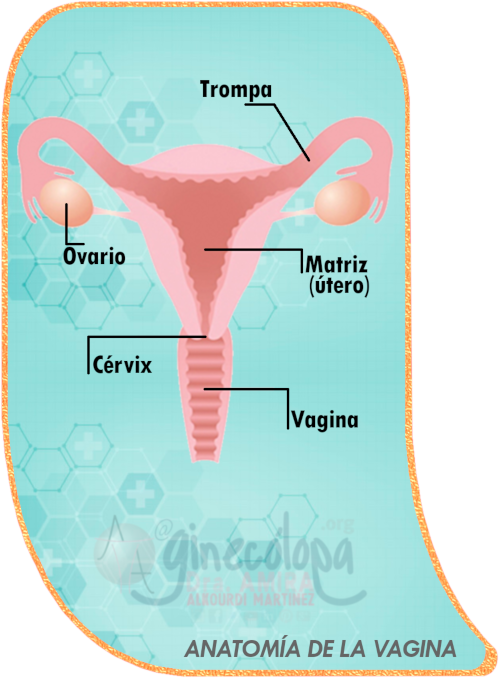 anatomia de la vagina partes